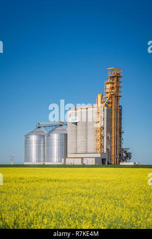 Ein G3 Kanada inland Grain Handling Service mit einem blühenden gelben Rapsfeld in der Nähe von Glenlea, Manitoba, Kanada. Stockfoto