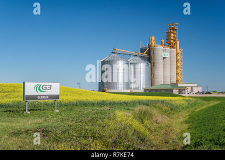 Ein G3 Kanada inland Grain Handling Service mit einem blühenden gelben Rapsfeld in der Nähe von Glenlea, Manitoba, Kanada. Stockfoto