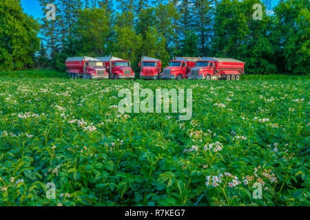 Rote Lkw in ein Kartoffelfeld in der Nähe von Winkler, Manitoba, Kanada. Stockfoto