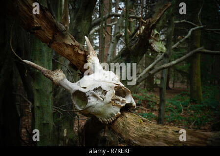 Ein Baum mit Hirsch Schädel in einem Sussex Wald eingerichtet Stockfoto