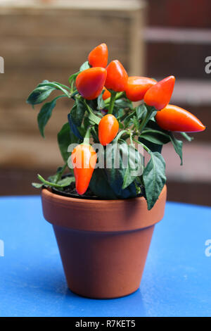 Topf der kleine orange Chilis Stockfoto