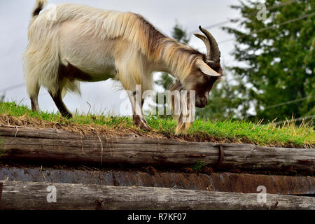 Ein männlicher Bock auf Nahrungssuche auf einem sod Dach am Land Markt in Coombs auf Vancouver Island British Columbia Kanada. Stockfoto