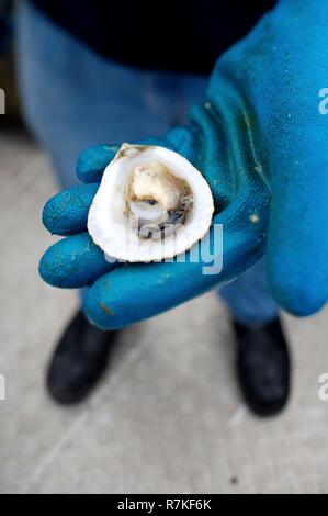 Australien, South Australia, Port Lincoln, Coffin Bay, Austernzucht Stockfoto