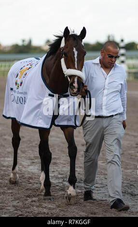 Hallandale Beach, Florida, USA. 8 Dez, 2018. Dezember 8, 2018: #2 Mishegas und Irad Ortiz, Jr., an Bord für Puerto Rico, gewinnen die International Cup Einsätze (schwarz Art) während der Classic del Caribe bei Gulfstream Park am 8. Dezember 2018 in Hallandale Beach, FL. (Foto von Carson Dennis/Eclipse Sportswire/CSM) Credit: Csm/Alamy leben Nachrichten Stockfoto