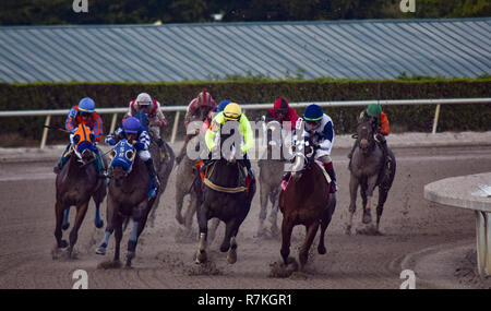 Dezember 8, 2018 - Hallandale Beach, Florida, USA - Dezember 8, 2018: #7 grossen Boris (VEN) und Paco Lopez die Caribbean Cup Geschwindigkeit Einsätze während der Classic del Caribe bei Gulfstream Park am 8. Dezember 2018 in Hallandale Beach, FL. (Foto von Damon Belastung/Eclipse Sportswire/CSM) Stockfoto