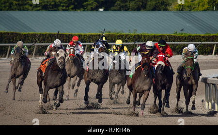 Dezember 8, 2018 - Hallandale Beach, Florida, USA - Dezember 8, 2018: #5 Brigantia (PAN) und Luis Saez, Panama, gewinnen die Dame Caribbean Cup Einsätze (schwarz Art) während der Classic del Caribe bei Gulfstream Park am 8. Dezember 2018 in Hallandale Beach, FL. (Foto von Damon Belastung/Eclipse Sportswire/CSM) Stockfoto