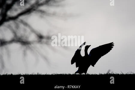 Hearkenbleck, Deutschland. 10 Dez, 2018. Eine Graugans (Anser anser) steht auf einem Feld in der Region Hannover. Credit: Julian Stratenschulte/dpa/Alamy leben Nachrichten Stockfoto