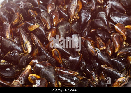 Haufen rohe frische Muscheln auf Zähler auf lokaler Fischmarkt. Heap der nahrhaften Schalentiere Weichtiere auf Meeresfrüchte store Stockfoto