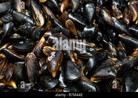 Close-up Heap der Rohe frische Muscheln auf Zähler auf lokaler Fischmarkt. Heap der nahrhaften Schalentiere Weichtiere auf Meeresfrüchte speichern. Stockfoto