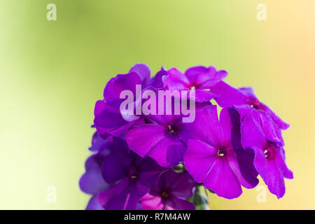 Nahaufnahme einer lila Phlox paniculata (Garten Phlox) Blüte auf einem grünen Hintergrund. Stockfoto