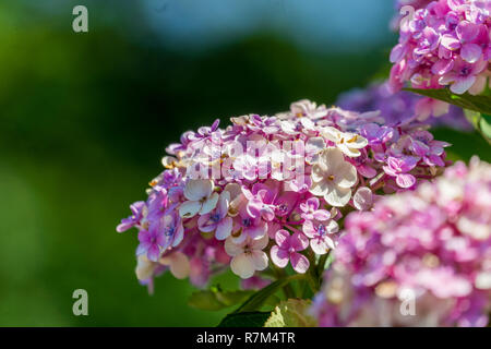 In der Nähe von wunderschönen Mopheads (Hydrangea macrophylla) Blumen. Stockfoto