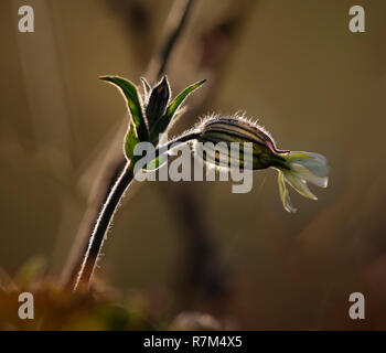 Hintergrundbeleuchtung schöne Blumen aus einer behaarte Pflanze. Ende des Tages Licht. Stockfoto