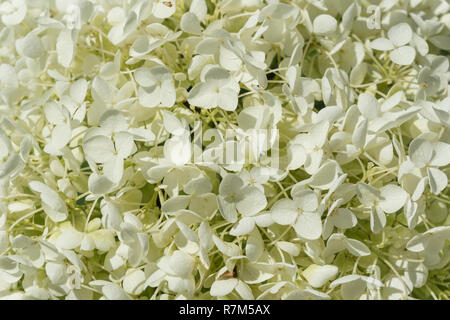 In der Nähe der weiß blühenden Hydrangea arborescens an einem sonnigen Tag. Stockfoto