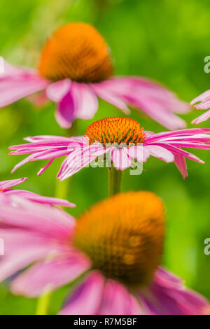 In der Nähe von schönen lila Coneflowers (Echinacea) auf einem grünen Hintergrund. Stockfoto