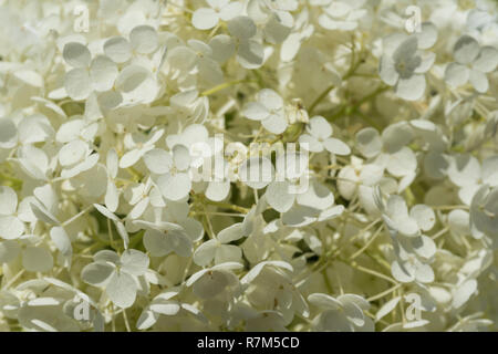 In der Nähe der weiß blühenden Hydrangea arborescens an einem sonnigen Tag. Stockfoto