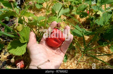 Sie ihre eigenen Früchte und Gemüse Permakultur weg Stockfoto