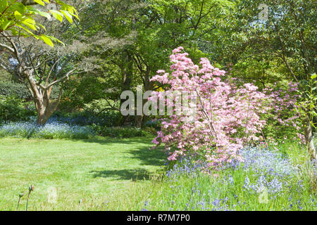 Gras weg durch Bluebells, vergiss Mich nicht Blumen in voller Blüte, auf einem sonnigen Englischer Garten, an einem sonnigen Frühlingstag. Stockfoto