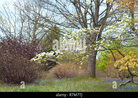 Spring Park Landschaft mit Glockenblumen in der Blüte unter weiß blühenden Baum, Englisch ländlichen Landschaft. Stockfoto