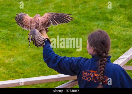 Frankreich, Sarthe, La Fleche, La Fleche Zoo, Turmfalke (Falco tinnunculus) und seine Falconer Stockfoto