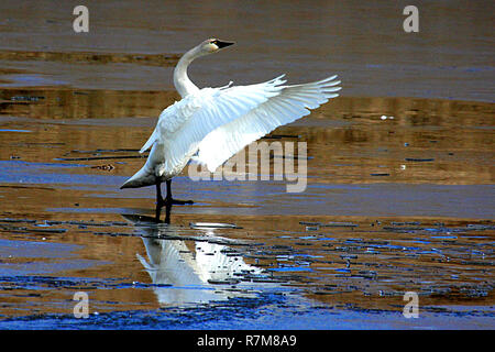 Trumpeter Schwan, Cygnus buccinator Stockfoto