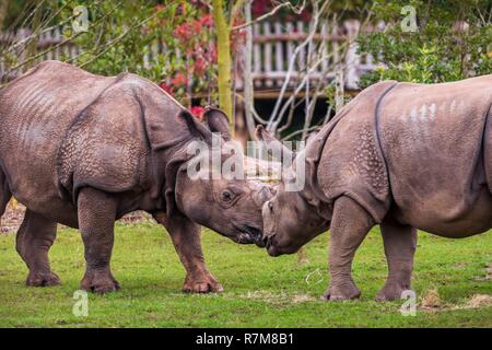 Frankreich, Sarthe, La Fleche, La Fleche Zoo, Öffnung des Gehäuses von tfe Indische Nashorn (Rhinoceros unicornis), während der Aktivität Keeper für einen Tag, offen für alle ab 8 Jahren, die es Ihnen ermöglicht, sich in die Schuhe eines Keeper zu setzen, darauf zu achten, von Tieren unter seinem supervisionotection Status, Übereinkommen von Washington (CITES Anhang I), IUCN-Status, bedroht, gefährdet (VU) Stockfoto