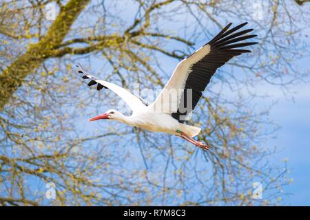 Frankreich, Sarthe, La Fleche, La Fleche Zoo, Weißstorch (Ciconia ciconia) im Flug Stockfoto
