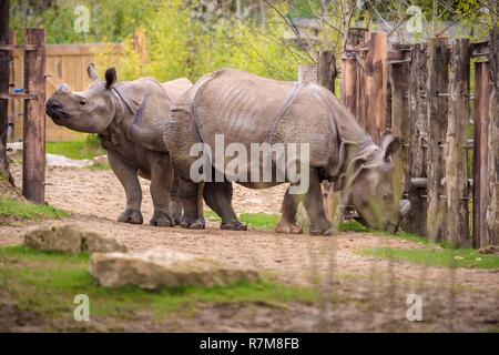 Frankreich, Sarthe, La Fleche, La Fleche Zoo, Öffnung des Gehäuses von tfe Indische Nashorn (Rhinoceros unicornis), während der Aktivität Keeper für einen Tag, offen für alle ab 8 Jahren, die es Ihnen ermöglicht, sich in die Schuhe eines Keeper zu setzen, darauf zu achten, von Tieren unter seinem supervisionotection Status, Übereinkommen von Washington (CITES Anhang I), IUCN-Status, bedroht, gefährdet (VU) Stockfoto