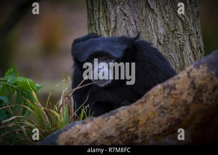 Frankreich, Sarthe, La Fleche, La Fleche Zoo, Siamang (Symphalangus syndactylus) otection Status, Übereinkommen von Washington (CITES Anhang I), IUCN-Status, Gefährdete (FR) Stockfoto