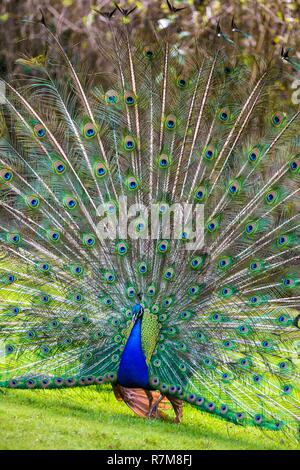 Frankreich, Sarthe, La Fleche, La Fleche Zoo, Blau peafow (Grus japonensis), Rad Stockfoto