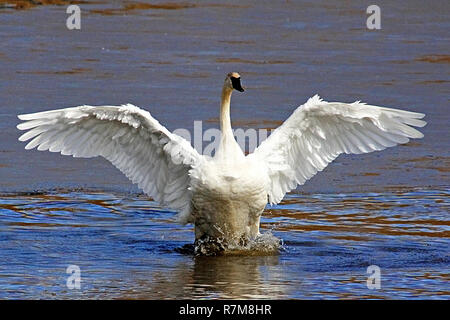 Trumpeter Schwan, Cygnus buccinator Stockfoto