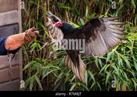 Frankreich, Sarthe, La Fleche, La Fleche Zoo, Red-necked Geier oder Geier Aura (Cathartes Aura) im Flug Stockfoto
