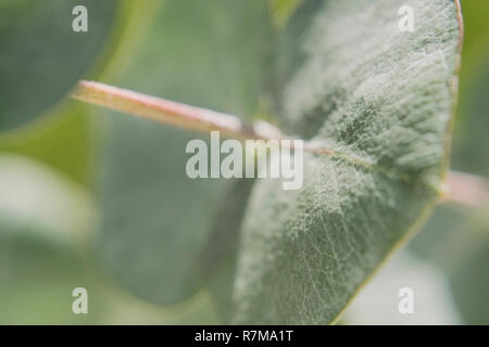 Eukalyptus Blätter baby blue Close up mit Farbstreifen Textur grün macroshooting Stockfoto