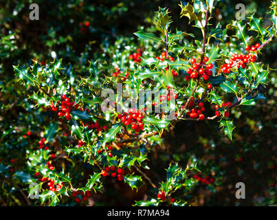 Ein holly bush voller Beeren für die Vögel und für Weihnachtsdekorationen in den New Forest National Park, Hampshire, Großbritannien Stockfoto