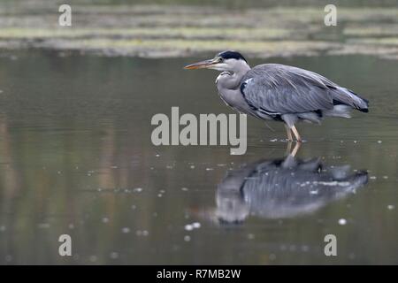 Frankreich, Doubs, Nommay, natürlichen Umgebung von Allan, Graureiher (Ardea cinerea) Stockfoto