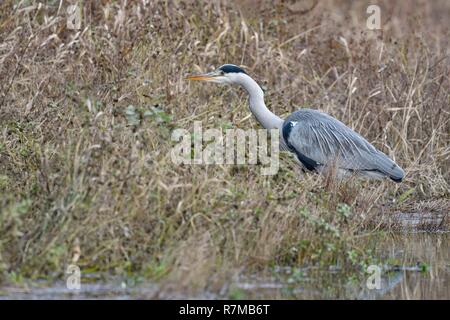 Frankreich, Doubs, natürlichen Umgebung von Allan, Graureiher (Ardea cinerea) Stockfoto