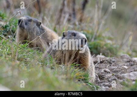 Schweiz, Jura, Kanton Neuenburg, massiv Chasseral, Marmot im Herbst Stockfoto