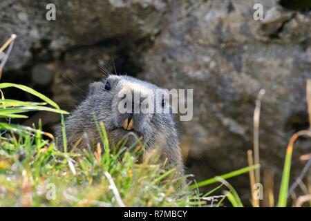 Schweiz, Jura, Kanton Neuenburg, massiv Chasseral, Marmot im Herbst Stockfoto