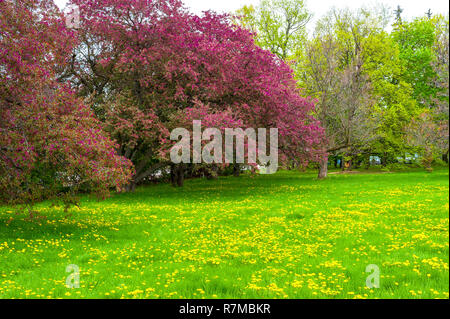 Red Crab Apple Bäume in voller Blüte Grenze eine Wiese mit Löwenzahn bedeckt. Stockfoto