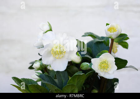 Helleborus niger 'Christmas Carol' Blumen. Stockfoto