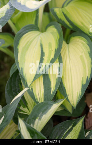 Hosta 'Orange Marmalade' verlässt. Stockfoto
