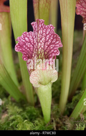 Sarracenia x mitchelliana. Stockfoto