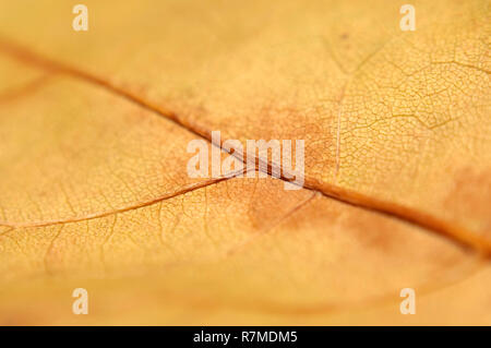 Extreme Makroaufnahme mit Soft Focus eines gefallenen Braun-gelb Ahorn baum Blatt. Stockfoto