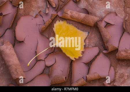 Gefallenen Fremont Cottonwood, Populus fremontii, Blatt auf Rissbildung Schlamm nach einer flutartigen Überschwemmung in der Nähe von Moon House Ruin auf Cedar Mesa, einst Teil der Bären Ohren Nat Stockfoto