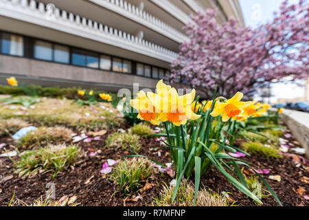 Gebäude im Ort, Wohngebiet Apartment closeup mit gelben Doppel Narzisse Blumen und Pink Magnolia Blossom cherry im Frühjahr Weitwinkel Stockfoto