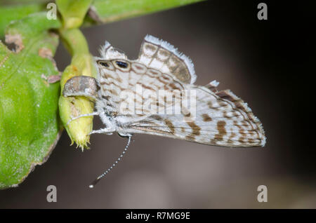 Cassius Blau, Leptotes Cassius, weibliche ovipositing Stockfoto