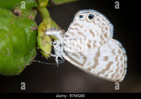 Cassius Blau, Leptotes Cassius, weibliche ovipositing Stockfoto