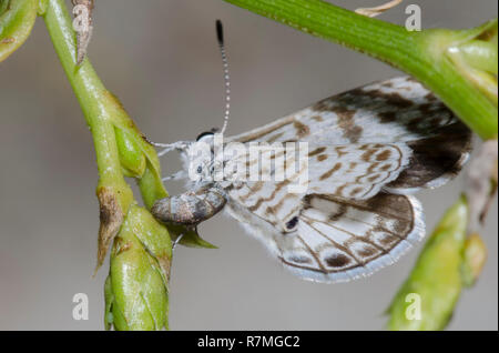 Cassius Blau, Leptotes Cassius, weibliche ovipositing Stockfoto