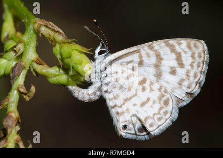 Cassius Blau, Leptotes Cassius, weibliche ovipositing Stockfoto