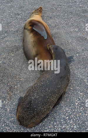 Galapagos Seelöwe (zalophus californianus wollebaeki) Welpen säugen, Punta Espinoza, Fernandina Insel, Galapagos, Ecuador Stockfoto