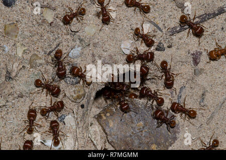 Red Harvester Ameisen, Pogonomyrmex barbatus, im Nest Eingang Stockfoto
